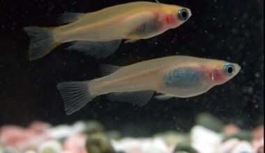 Scientists complete Japanese rice fish genome after two decades, unlocking hidden DNA
