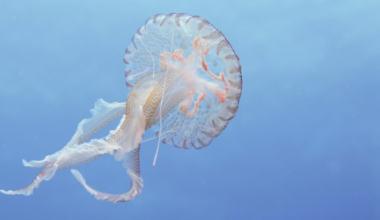 Claims Climate Change Bringing Mauve Stinger Jellfyfish To North Clare