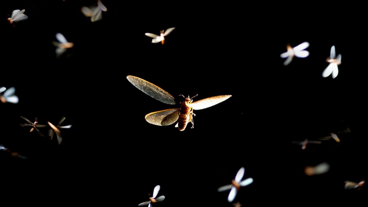 Scientists Reveal The Simple Change That Could Save Millions of Insects