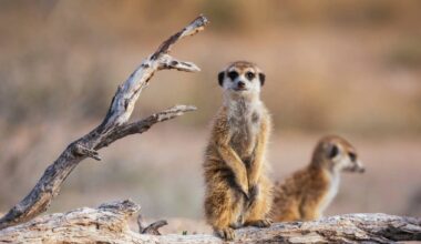 Man Sings to Meerkats and Lulls Them to Sleep Just Like Babies