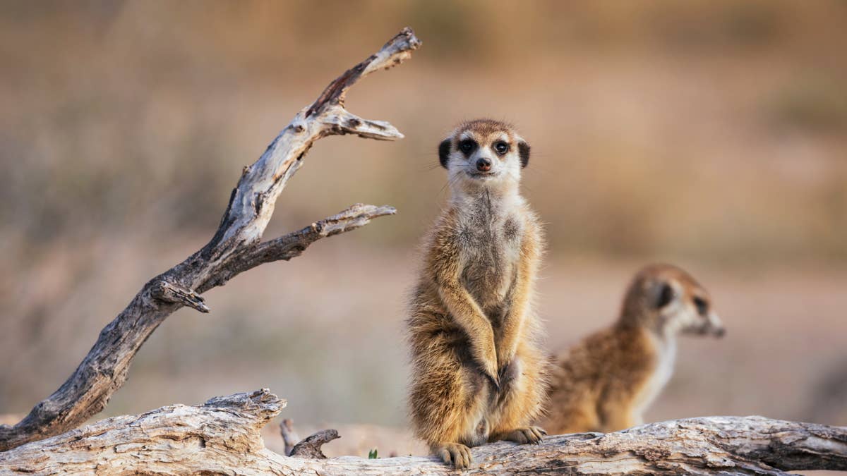 Man Sings to Meerkats and Lulls Them to Sleep Just Like Babies