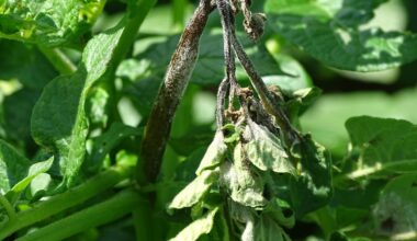 Potatoes & Products: Industry, News, Stats, Prices, Markets & Trends