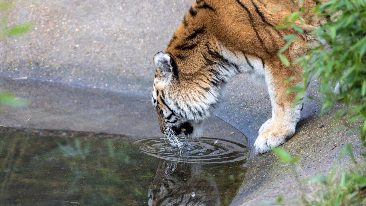 Ranthambore ki Rani (Canva) Ranthambore ki Rani