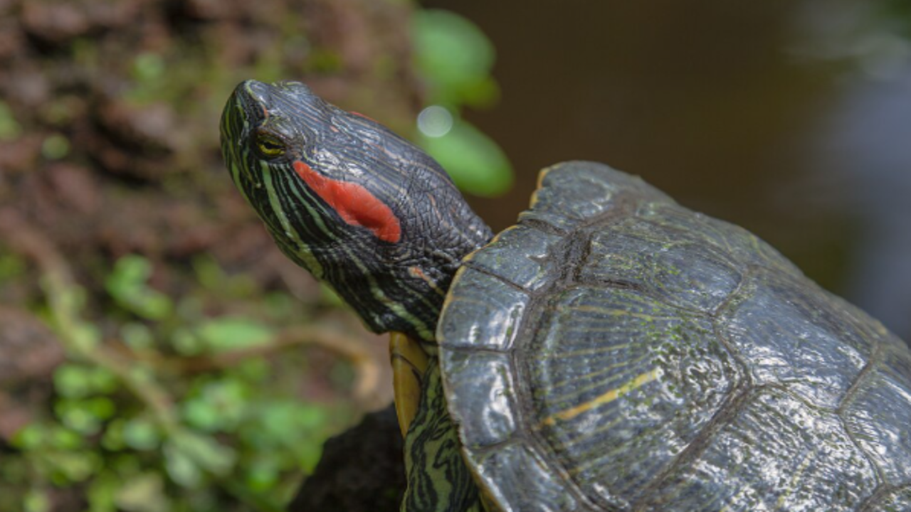Red-eared slider (Trachemys scripta elegans), Botanic Garden, Munich, Germany. Image credits: Wikimedia Commons