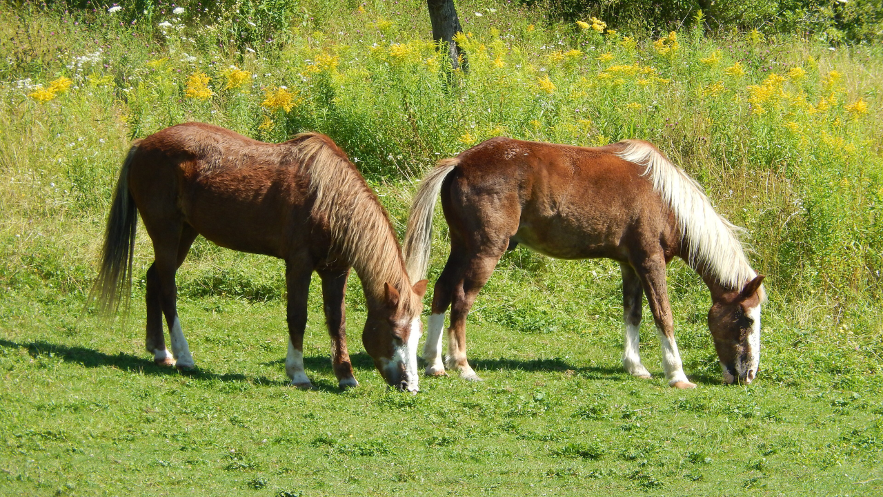 Sable Island, shifting sand, dunes, freshwater ponds and coastal habitats support wild horses, grey seals and large seabird colonies. Image Credits: Wikimedia Commons. sable island