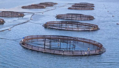 Salmon farming continues to perform strongly in Connemara