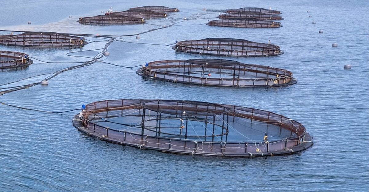 Salmon farming continues to perform strongly in Connemara