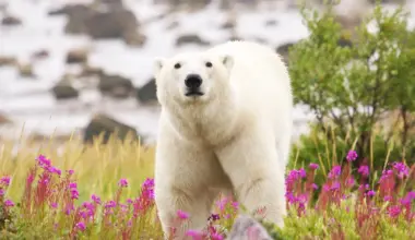 Between the exploding vegetation and polar bears drifting south, Greenland's nature is changing in astonishing ways.