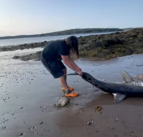 Teen helps stranded porbeagle shark on New River Beach