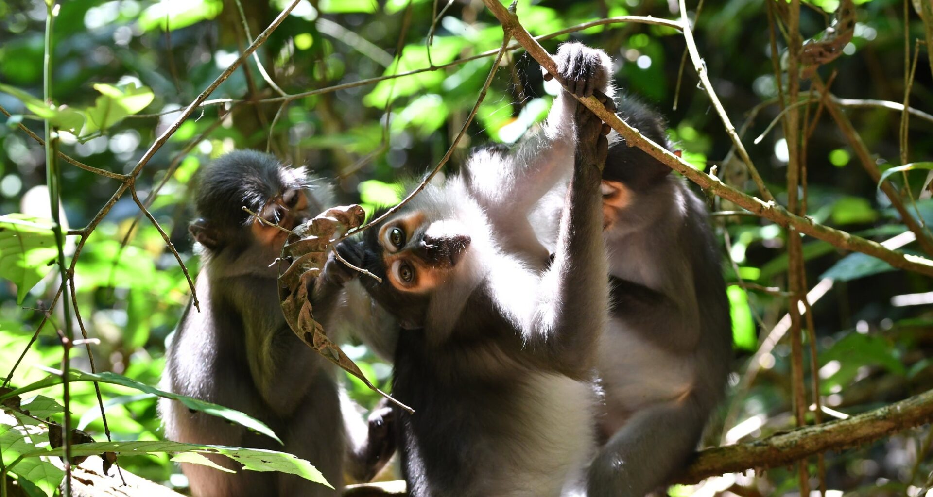 Wild monkeys challenge a long-held assumption about the common ancestor of humans and chimpanzees