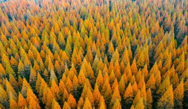 China Planted 78 Billion New Trees—and Messed Up Its Water Cycle