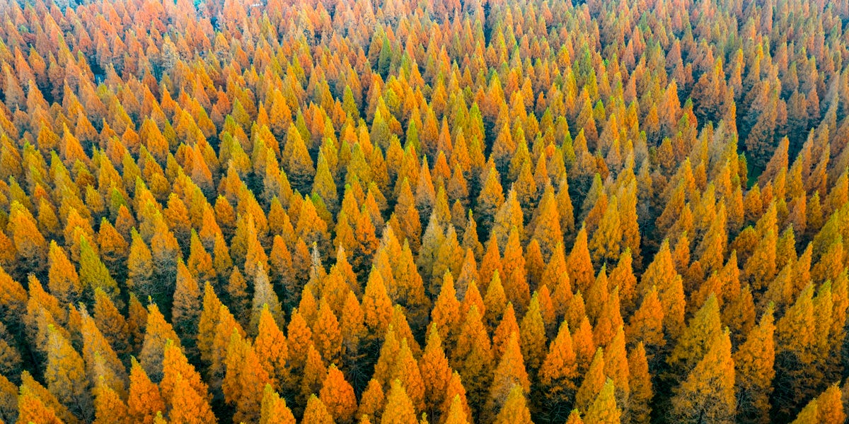 China Planted 78 Billion New Trees—and Messed Up Its Water Cycle