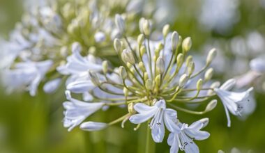 Pale lilac agapanthus bloom