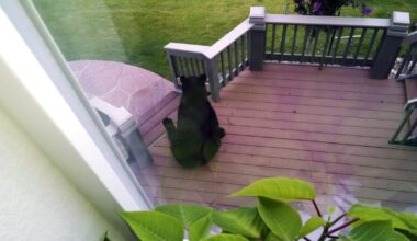Black bear attacks surge across Colorado during historic drought