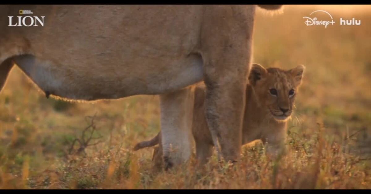 National Geographic's LION