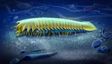 518-million-year-old creature reveals the origins of spider fangs