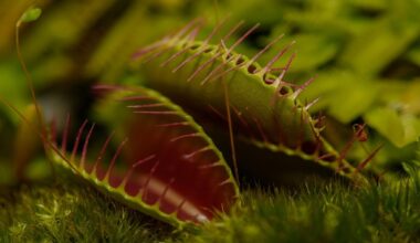 Carnivorous plant.