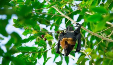 Mucklagh to celebrate the importance of Irish bats
