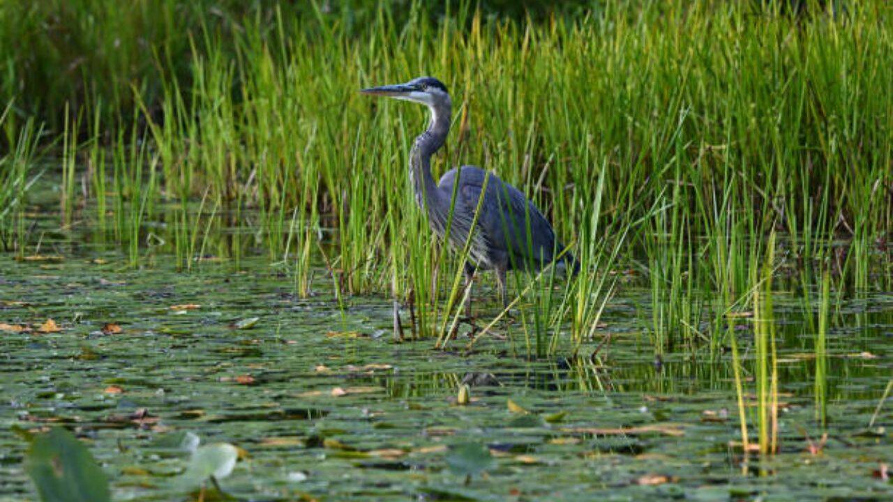 Many endangered and endemic species and migratory birds in US depend on wetland ecosystems for habitat. Water, water everywhere<br><br>