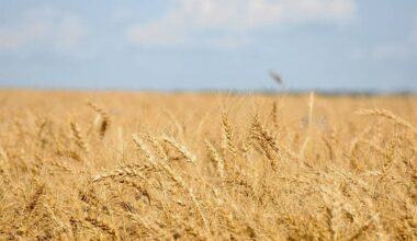 Spring wheat prices under pressure