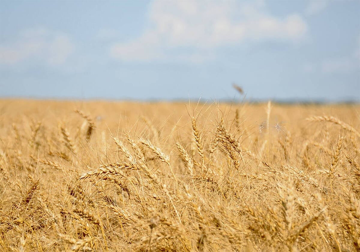 Spring wheat prices under pressure
