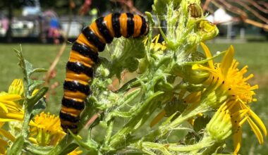 WILDLIFE: West Cork wildflower wonders this August