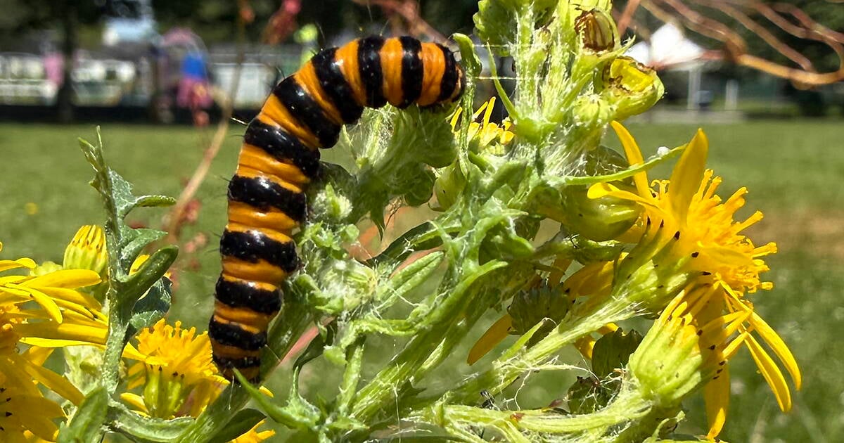 WILDLIFE: West Cork wildflower wonders this August