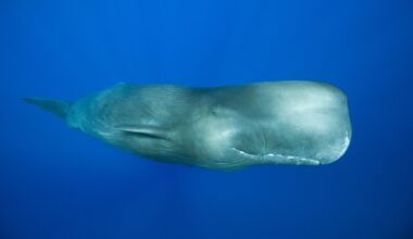 'Like a jail door slamming': Male sperm whales' mysterious rhythmic clanging is the loudest communication sound of any animal