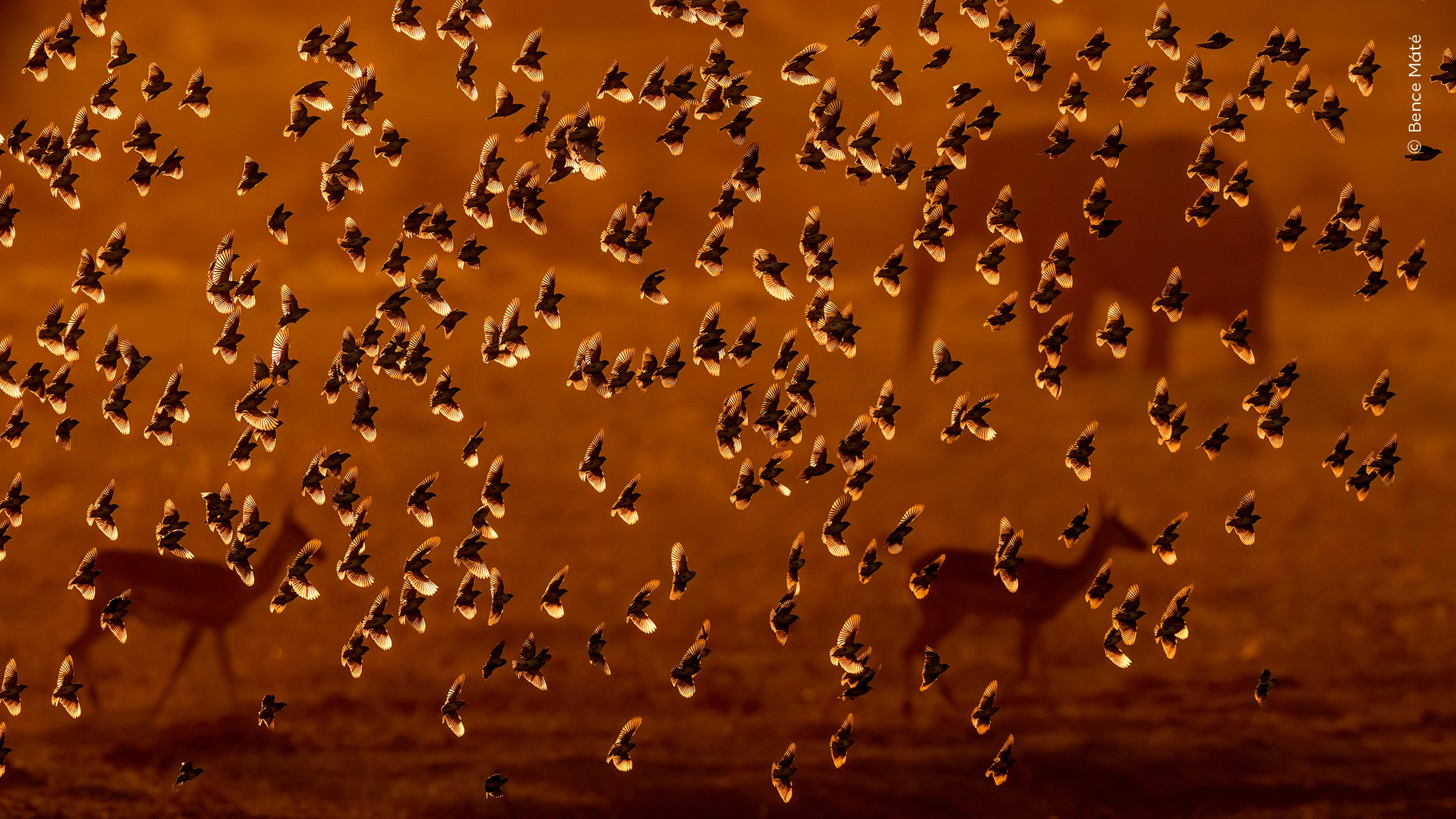 Flock of Gold by Bence Máté