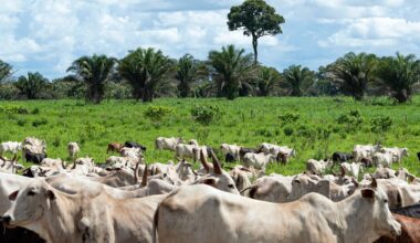 EU suspends Brazilian meat imports amid safety concerns