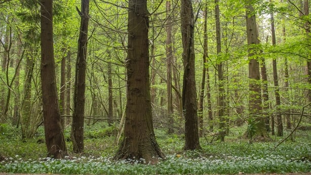 Wild garlic growing in spring in a forest in County Roscommon
