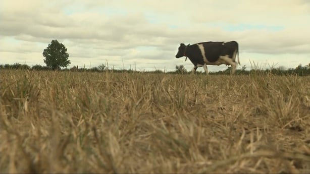 A cow is pictured in a field in Co Carlow
