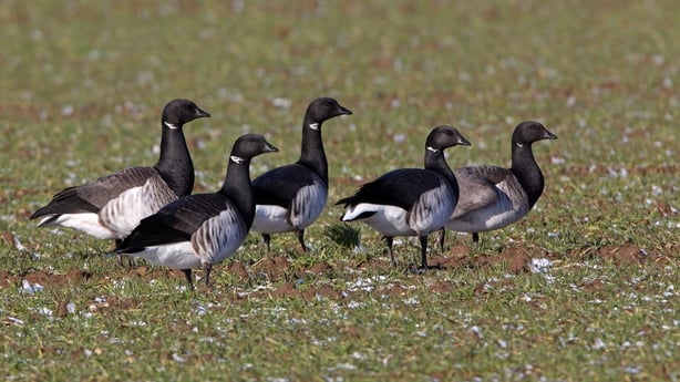 Pale-bellied' Brent geese in a field in Sea Palling, Norfolk, UK
