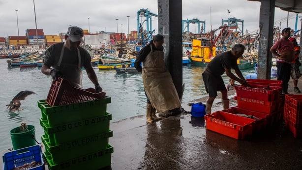 A group of fishermen clean fish to sell at the Port of Callao in Callao, Peru
