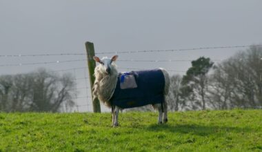 The Traitors Ireland: Sheep, shields and betrayal