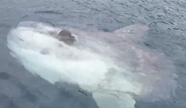 Rare encounter with elusive ocean giant off Mayo coast