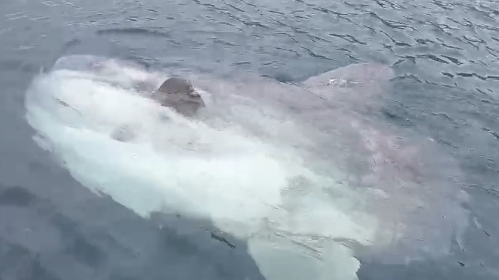 Rare encounter with elusive ocean giant off Mayo coast