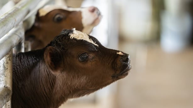 Calves on a farm