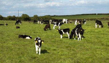Dutch to fine Irish carriers transporting unweaned calves