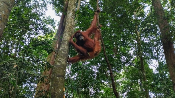 An orangutan climbs a tree in a jungle