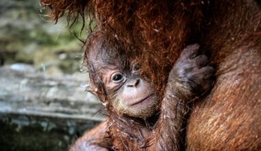 Call for return of trafficked orangutans to Indonesia