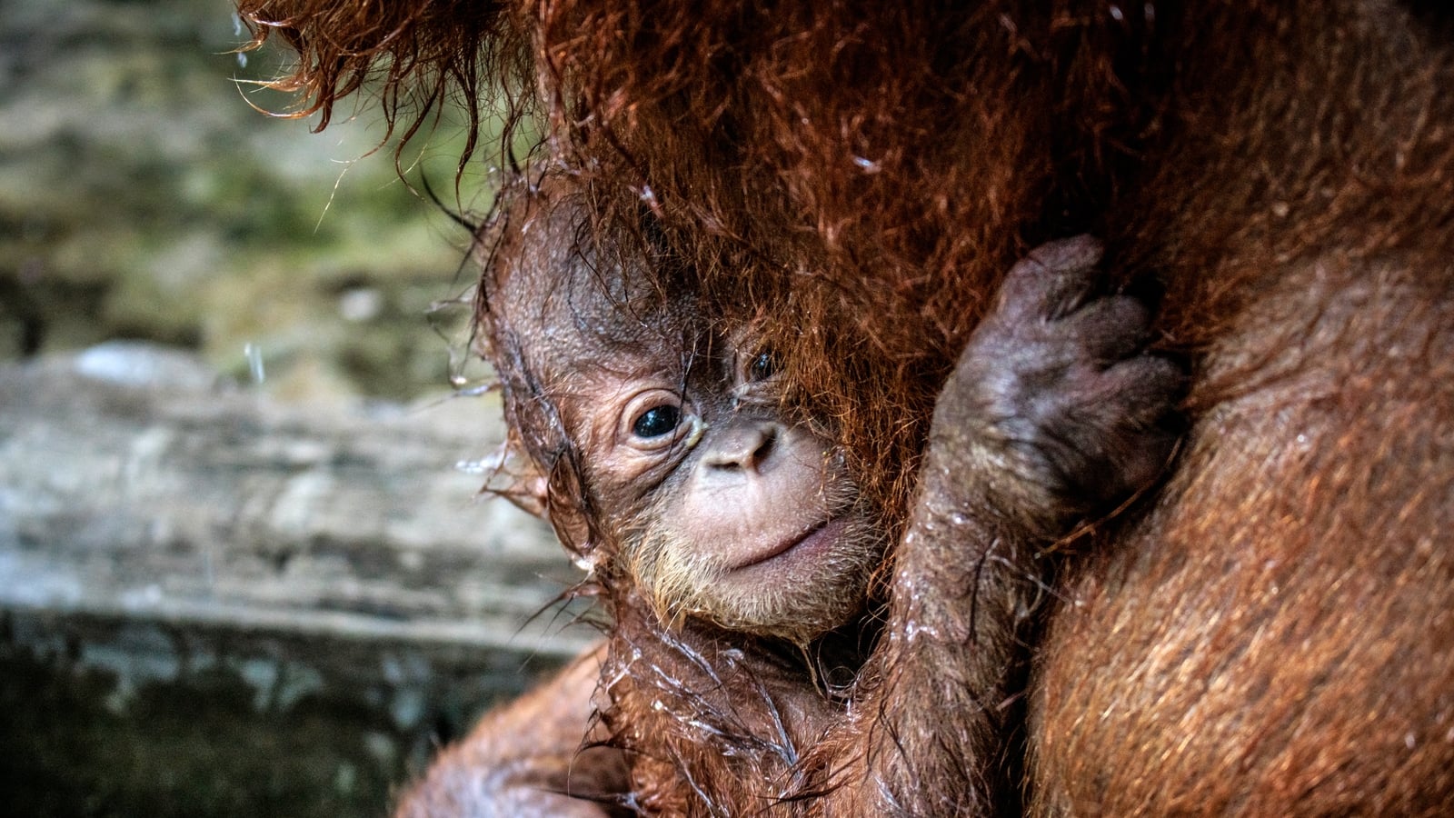 Call for return of trafficked orangutans to Indonesia
