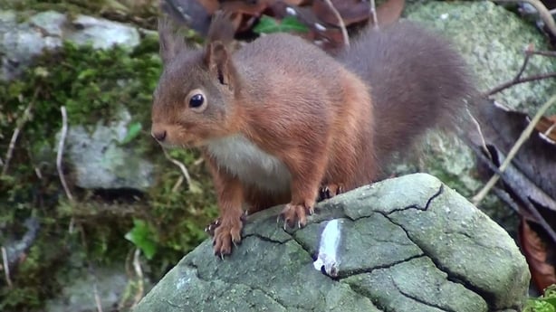 A red squirrel in Merlin Woods, Galway