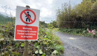 Call to pause Merlin Woods felling over ecosystem impact