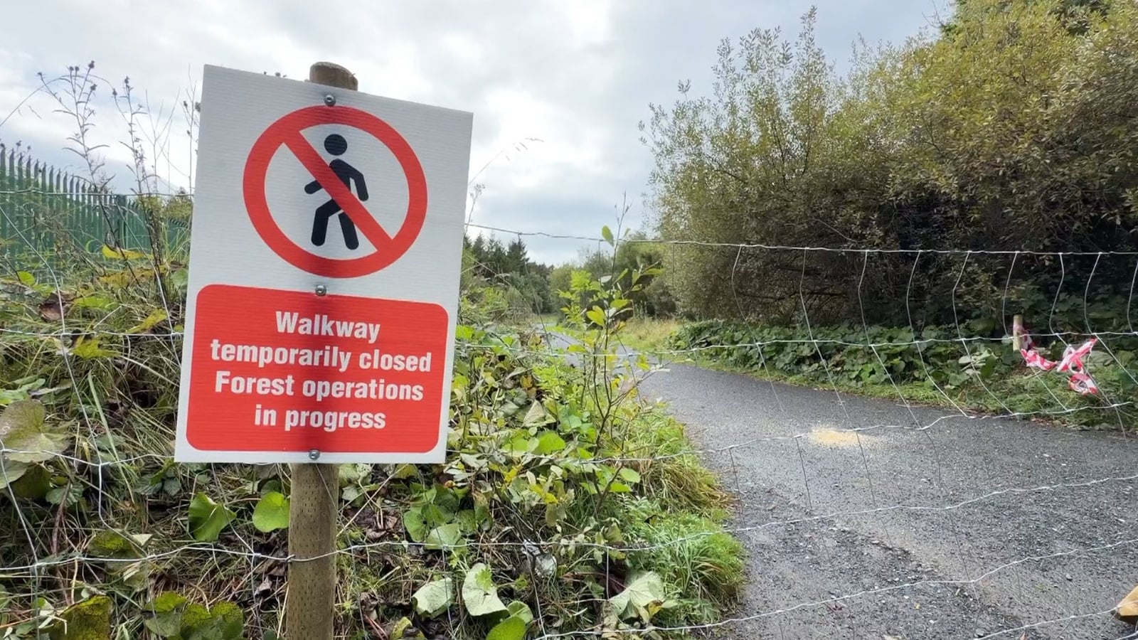 Call to pause Merlin Woods felling over ecosystem impact