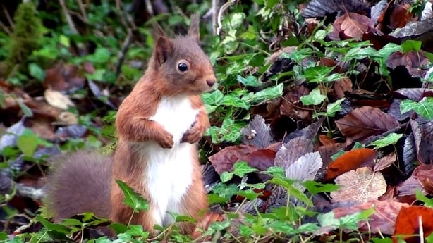 A red squirrel in Merlin Woods, Galway
