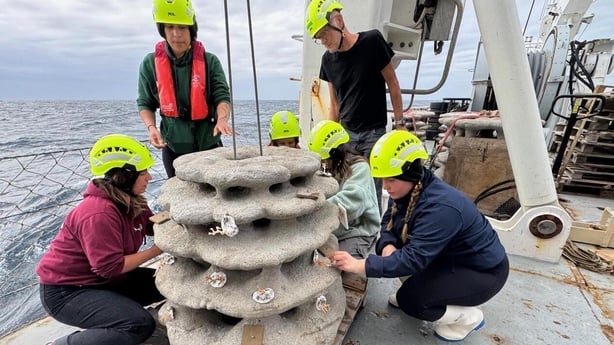 University of Galway researchers attaching coral to the artificial reef