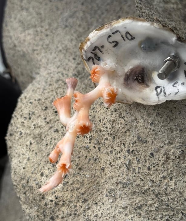 Madrepora Oculata coral attached to the artificial reef