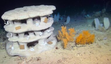 Irish scientists help damaged coral with 3D-printed reefs
