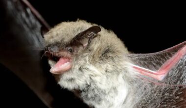Scientists rewrite the bat family tree